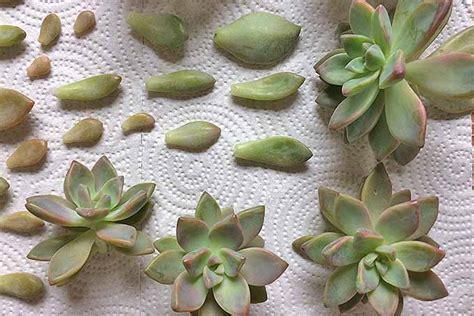 PROPAGATING SUCCULENTS IN EASY STEPS – Tr. Upasna Sunil Wadhwani