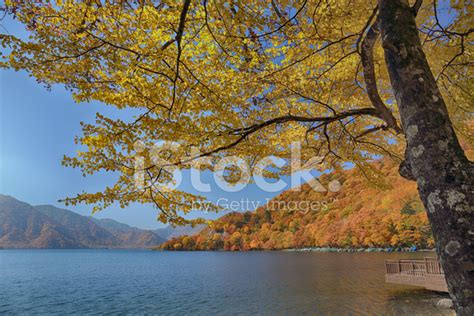 Autumn Leaves In Nikko,Japan Stock Photo | Royalty-Free | FreeImages