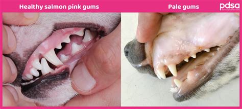 Are My Dog’s Gums Pale? - PDSA