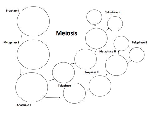 meiosis stages worksheet - Bing | Meiosis, Teaching cells, Interactive ...