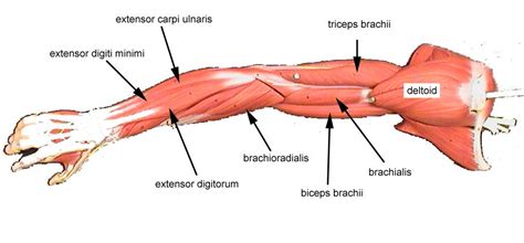 Labeled Diagram Of Arm Muscles