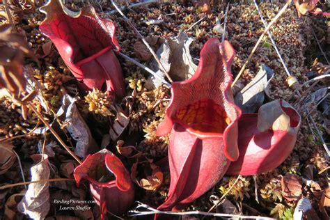 Cranberry Bog – Birding Pictures