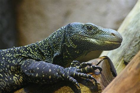 17 Best images about crocodile monitor on Pinterest | Rare breeds, Roommate and List of animals