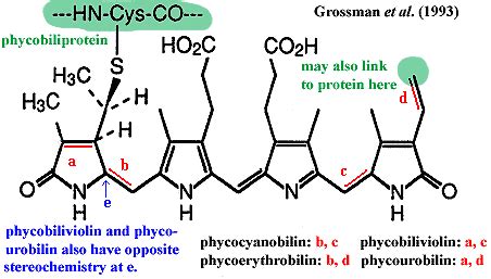 Phycobilins