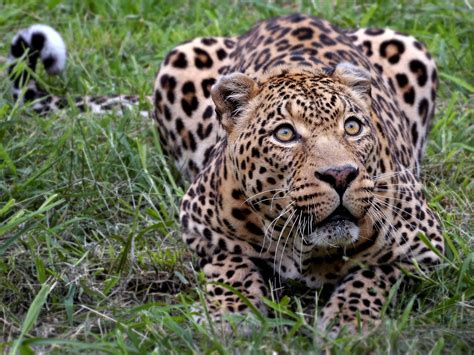 Encyclopaedia of Babies of Beautiful Wild Animals: Leopards amazing safari pictures