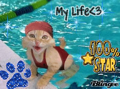 Swimming Cat Picture #73626933 | Blingee.com