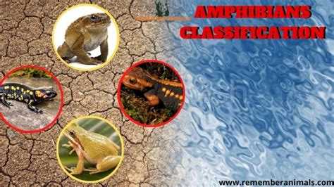 Amphibians Classification - Remember Animals