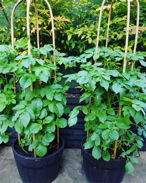 Grow Potatoes in Containers & Bags: 8 Best Secrets! - A Piece Of Rainbow