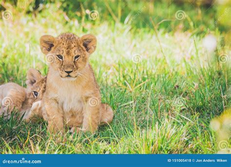 Newborn Lion Cubs are Cuddling in the Grass. Stock Photo - Image of ...