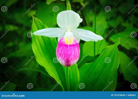 Showy Lady's-slipper - Cypripedium Reginae - Minnesota State Flower in ...