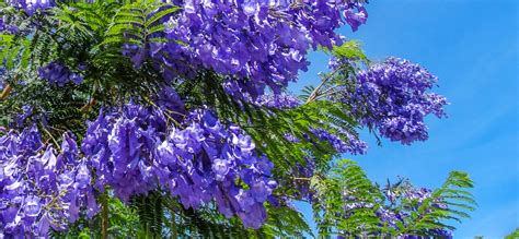 The 5 Best Purple Flowering Trees for Texas