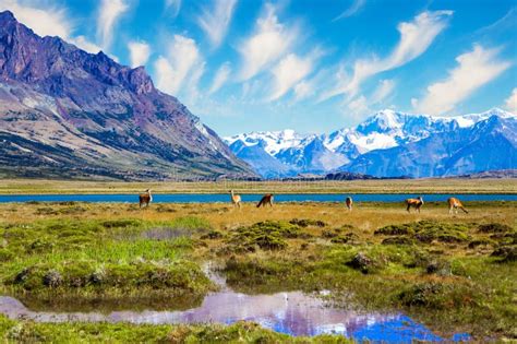 Los Glaciares in Argentina stock image. Image of hemisphere - 306638495