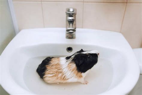 How to Bathe a Guinea Pig (2024 Complete Guide)