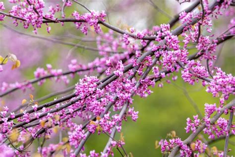 How to Grow and Care for Weeping Redbud