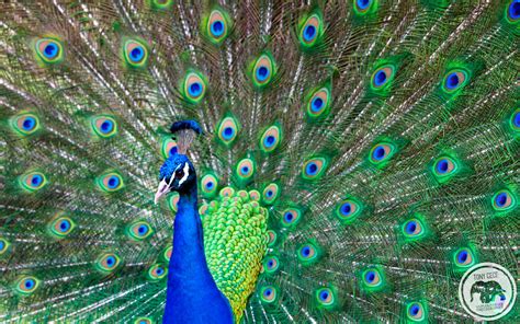 🔥 [0+] Peacock Images Wallpapers | WallpaperSafari