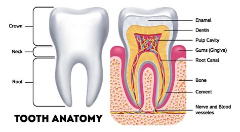 Premolar Teeth Diagram