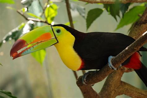 toucan eating a peanut | Meg McElwee | Flickr