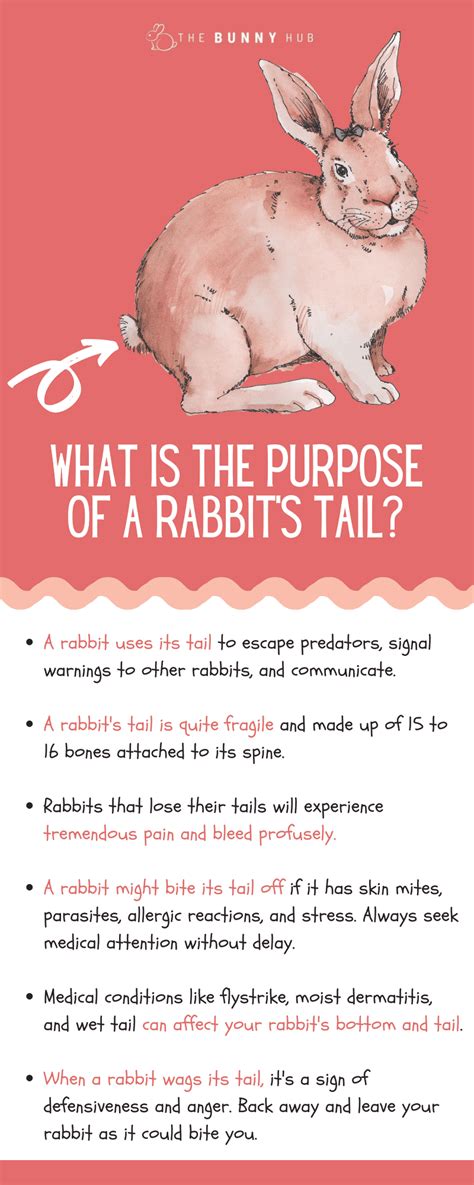 Rabbit Tail 101: Your Guide To Bunny Tails - The Bunny Hub