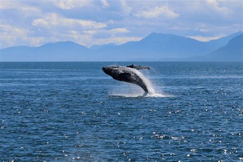 The Best Whale Watching In Alaska | Best Trips To See Whales