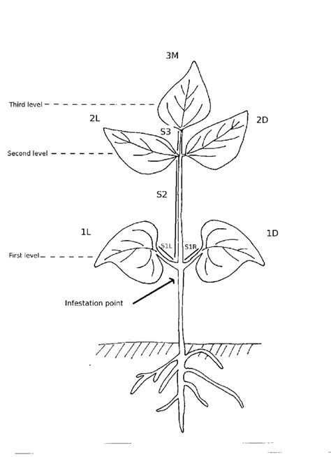 Plant Diagram Without Labels