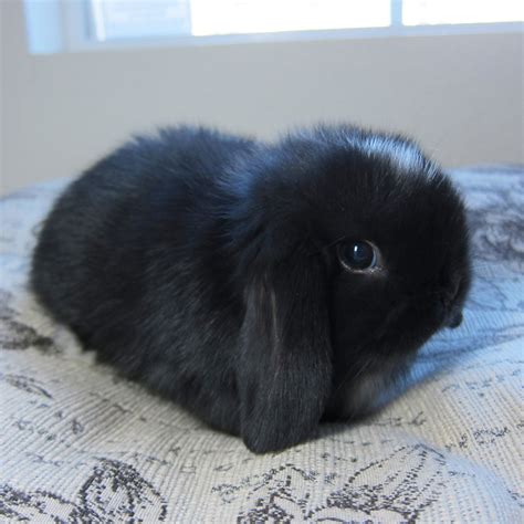 Baby Black Bunny.