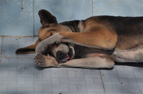 Free Images : dog, oversleeping, tired, sleepy, cute, wildlife photography 4288x2848 - - 1368739 ...