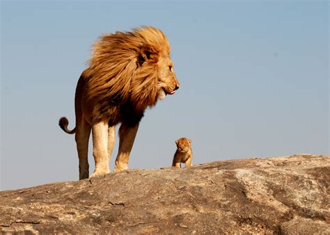 The Real Lion King – 1Funny.com