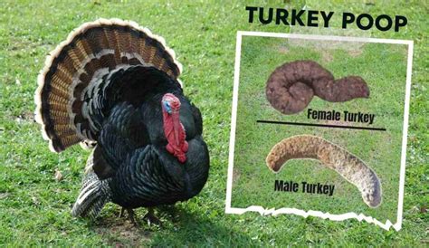 What Does Turkey Poop Look Like? A Hunter's Guide to Identifying Turkey Poop in the Wild