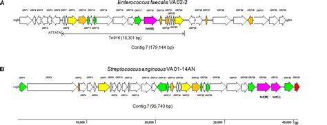Frontiers | Antibiotic Resistance-Susceptibility Profiles of Enterococcus faecalis and ...