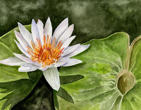 Water Lily Painting by Brenda Owen | Fine Art America