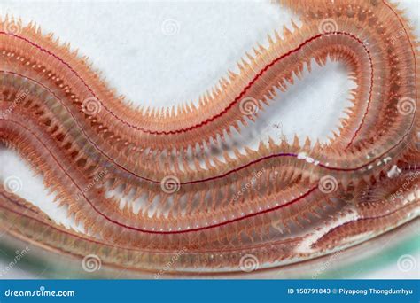 Sand Worm Perinereis Sp. is the Same Species As Sea Worms Polychaete ...