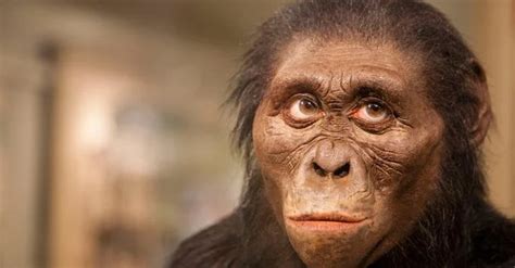 Human ancestor 'Lucy' was a tree climber, new evidence suggests - ScienceBlog.com