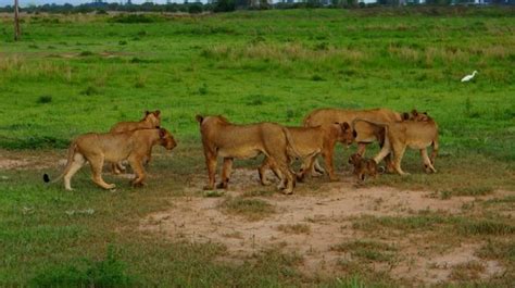 Mikumi National Park Safari by Kanuth Adventures Safari | Bookmundi