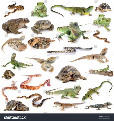 14,576 Groups of reptiles Images, Stock Photos & Vectors | Shutterstock