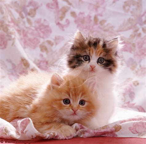 🔥 [50+] Cute Cats and Kittens Wallpapers | WallpaperSafari