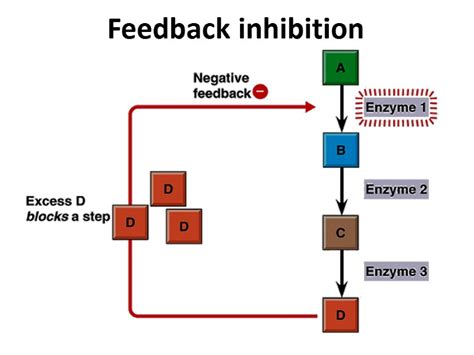 REGULATION OF ENZYME ACTIVITY Irreversible competitive inhibition ...