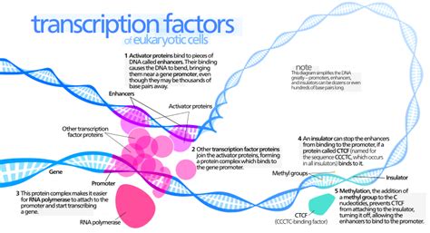 How do Transcription Factors Bind to DNA | Definition and Type of ...