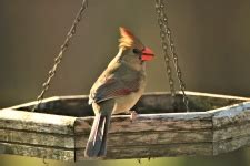 Cardinal Bird Free Stock Photo - Public Domain Pictures