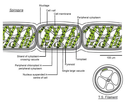 Biology site--neat spirogyra slide pictures | Middle school science ...