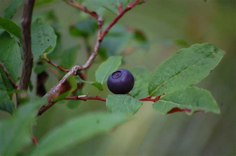 Mountain Huckleberry Seeds - Etsy