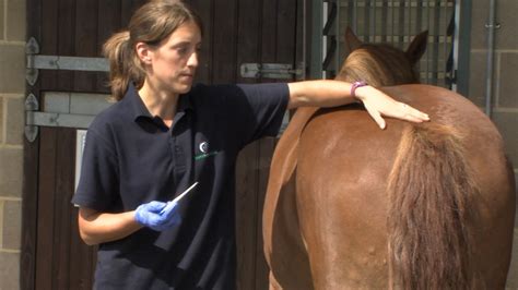 How to take a horse's temperature - YouTube