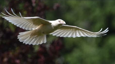 Un rare corbeau blanc aux yeux bleus se bat pour sa survie dans le ...