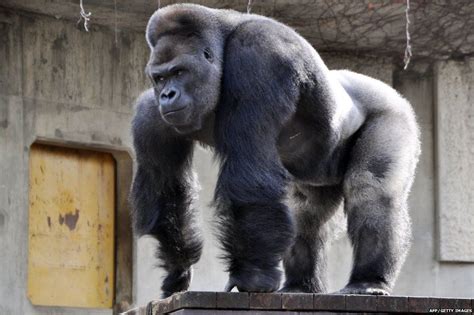 'Buff' silverback gorilla drawing crowds of women to Japanese zoo | Silverback gorilla, Gorilla ...