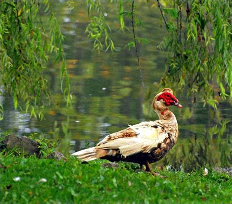 Muscovy Duck - Facts, Habitat, Diet, Behavior, As Pets, Photos