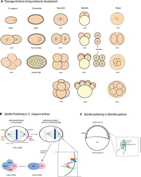 Splitting the cell, building the organism: Mechanisms of cell division in metazoan embryos ...