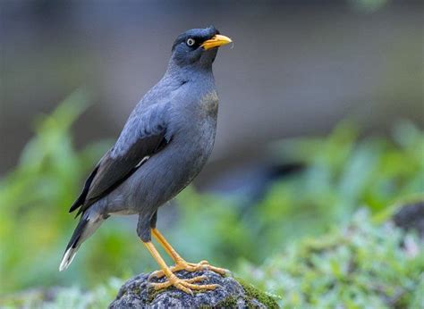 Javan Myna kerak kerbau | Bird, Animals, Image database