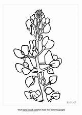 Bluebonnet Coloring Page  Distinguished States Flower Pages sketch template