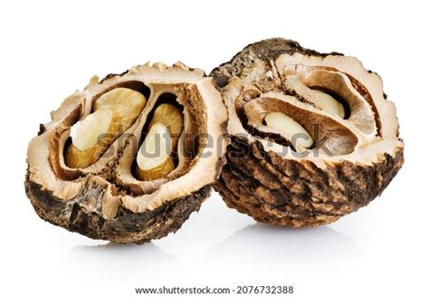 42,834 Black Walnut Nuts Images, Stock Photos, 3D objects, & Vectors | Shutterstock