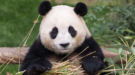 South Koreans mourn as country’s first celebrity panda, Fu Bao, heads ...