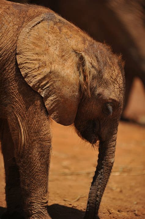 David Sheldrick Wildlife Trust | Jan Videren | Flickr